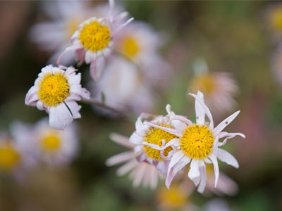 Two weeks and forty degrees makes a big difference (see November 5 above).