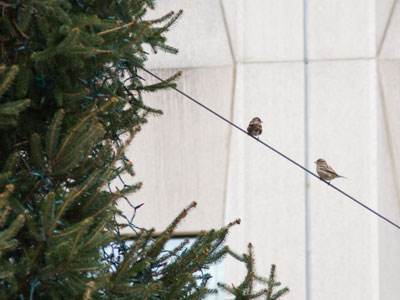 Thinking about moving into the city Christmas tree.