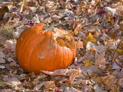 Either the neighborhood kids or squirrels get to them.