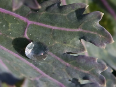 A portrait photographer was usurping the entire park, leaving me with only this leaf.