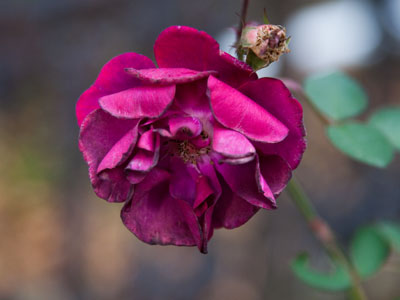 Photography is the power to gather roses in winter.