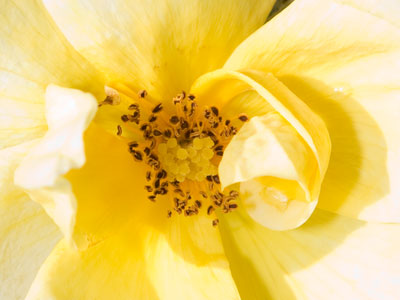 My smile for the day came when I smelled the rosy scent from these sunny flowers on December 5.