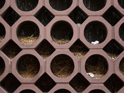 The wind MIGHT have blown all that grass in there, but what about the rocks?
