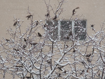 Birds of a feather freeze together.