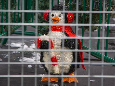 FREE PENELOPE PENGUIN!!