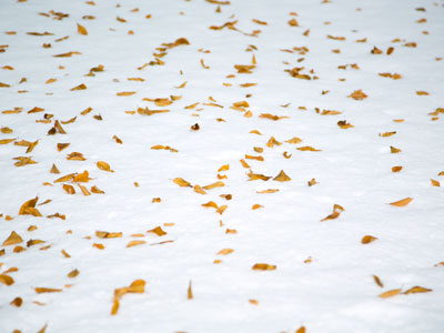 One season following another, laden with happiness and tears. SHELDON HARNICK