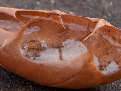 While everyone else walks or drives past, my mind is blown by the tiny ice formations inside this leaf.