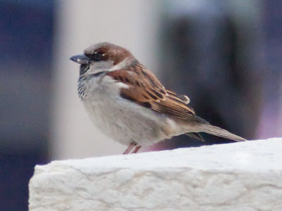 These are difficult days for birds, and for photographers.