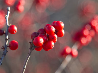 Why my teeth are all red.