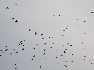 During this time of year, they flock out of desperation, so if one of them finds food they all converge on it.