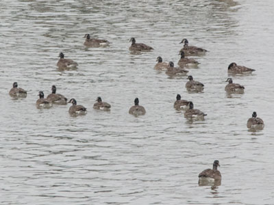 I walked down an icy sidewalk for this terrible photo.