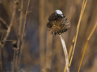 The prairie that was so full of life is now a wasteland.