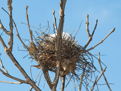 When the leaves fall and the nests are abandoned, where do the birds go?