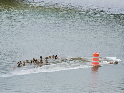 This ice floe, complete with ducks and barrel, floated by.