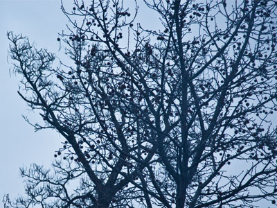 Why go outside in the cold to take bad pictures when I can do it indoors?