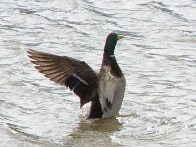 `I am duck -- hear me quack!`