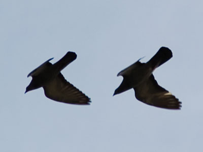 Monogamy in flight (see April 8, 2005).