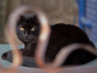 Among the trash cans.