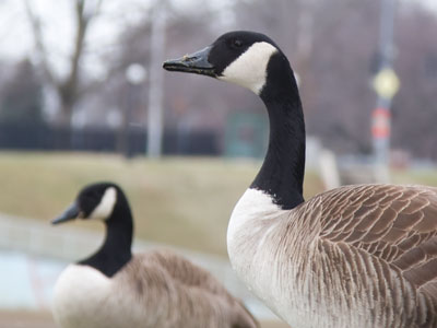 What if you had to eat grass for lunch?