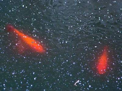 If you was a fish, Mother Nature`d take care of you. You don`t think them fish just die when it gets to be winter, do ya?  `The Catcher in the Rye` by J. D. SALINGER