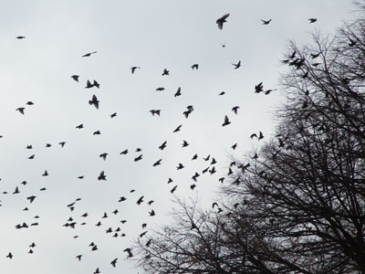 There comes a day, usually in January, when the birds are desperate enough to eat berries from the trees.