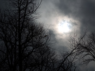 I`m not as desperate as the birds, but I`m getting close.