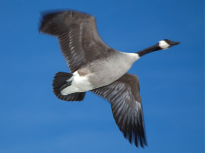 I had to duck a goose.