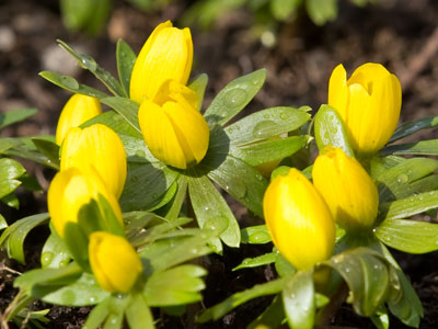 Flowers outdoors -- reason for celebration.