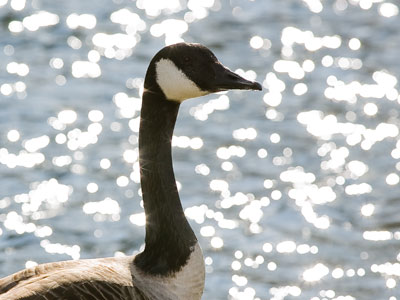 Geese in the vicinity:  watch where you step.