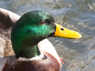 The signs say `Do not feed the wildlife.`  The duck says, `I won`t tell.`
