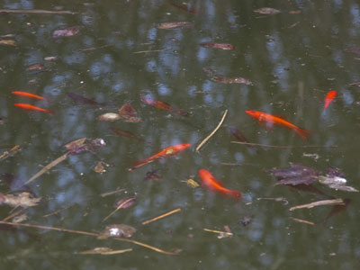 Fish in the sea, you know how I feel . . . 