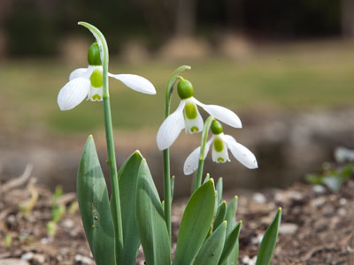 Blossom on a tree, you know how I feel . . . 