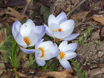 Oh, freedom is mine, and I know how I feel . . . 