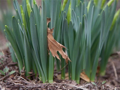 I take some pleasure in seeing autumn crushed by the ravenous maw of spring.