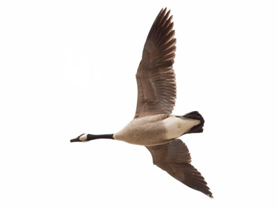 It`s getting close to that time of year when I take far too many pictures of birds.