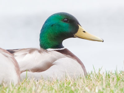 One duck keeps an eye on me so the others can nap.