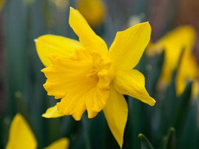 Daffodils in February.  What did I do to deserve this?