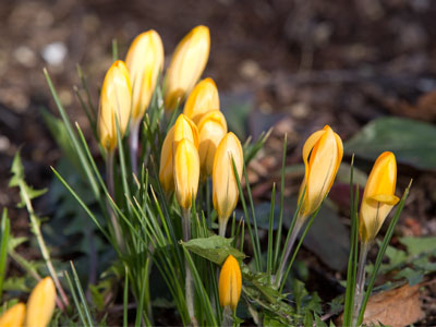 Earlier today there was snow on these flowers.