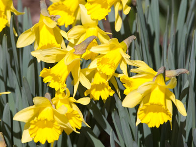 A little snow yesterday didn`t do any harm.