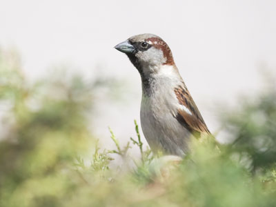 Wondering why all the other birds flew away.