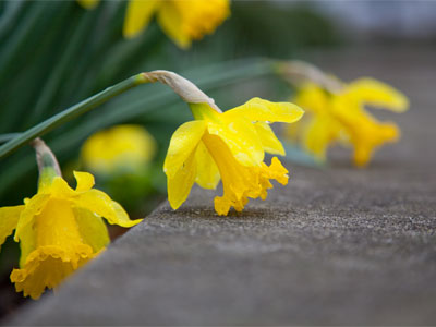 Spring has been temporarily delayed.  Please stand by.