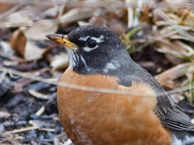 Looks like we`ve both survived another winter.