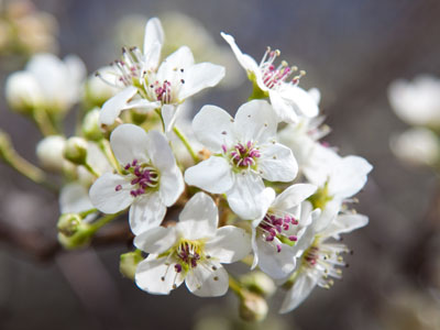 I walked a long way to get to this tree.