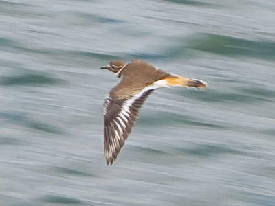 The sun is low, the waters flow, my boat is dancing to and fro.  The eve is still, yet from the hill the killdeer echoes loud and shrill. PAUL LAURENCE DUNBAR
