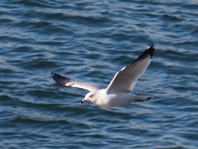 How about another bird?