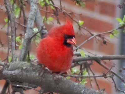 Spring came early, and then disappeared again.