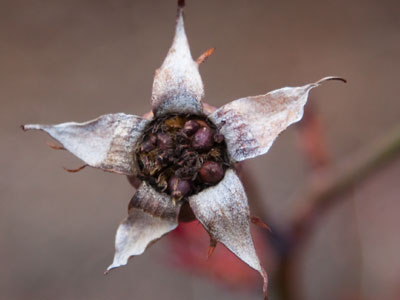 Spring will come, a second time, pretty soon.