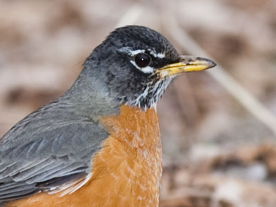 Robins constantly hunt for food along the ground.