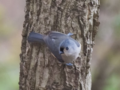 Other birds look for food in the trees.