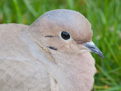 Male and female mourning doves foraged together.